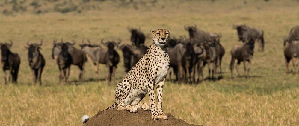 Mahali Mzuri 호텔 마사이마라 외부 사진