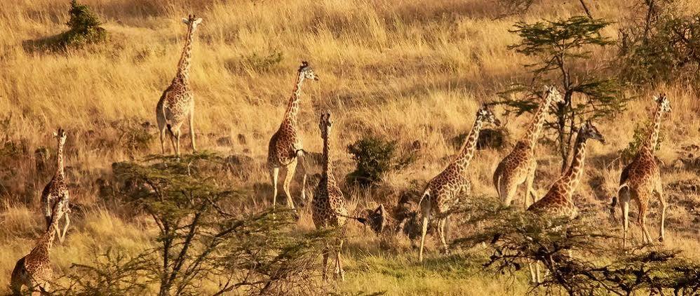 Mahali Mzuri 호텔 마사이마라 외부 사진