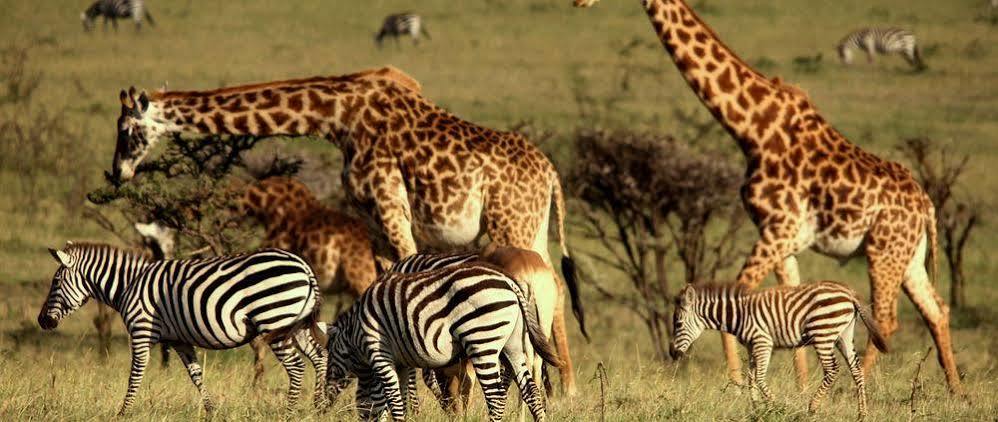 Mahali Mzuri 호텔 마사이마라 외부 사진
